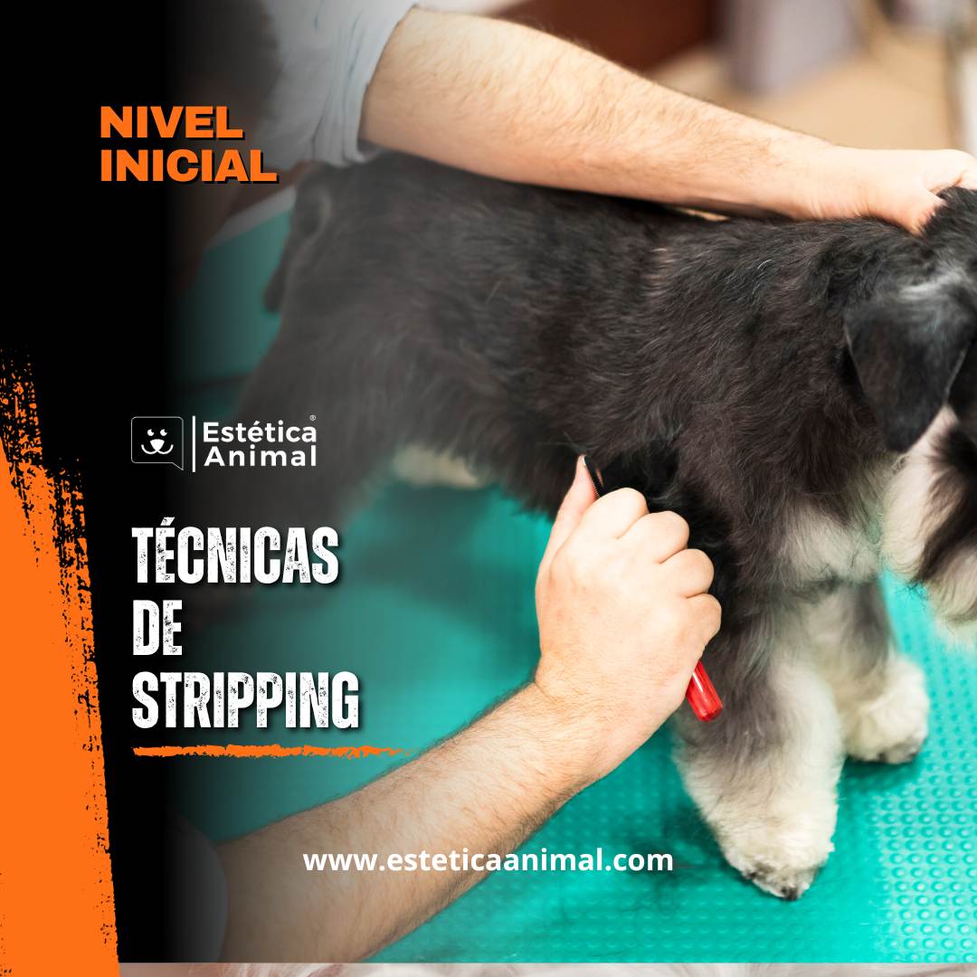 Técnicas de stripipng en la peluquería canina