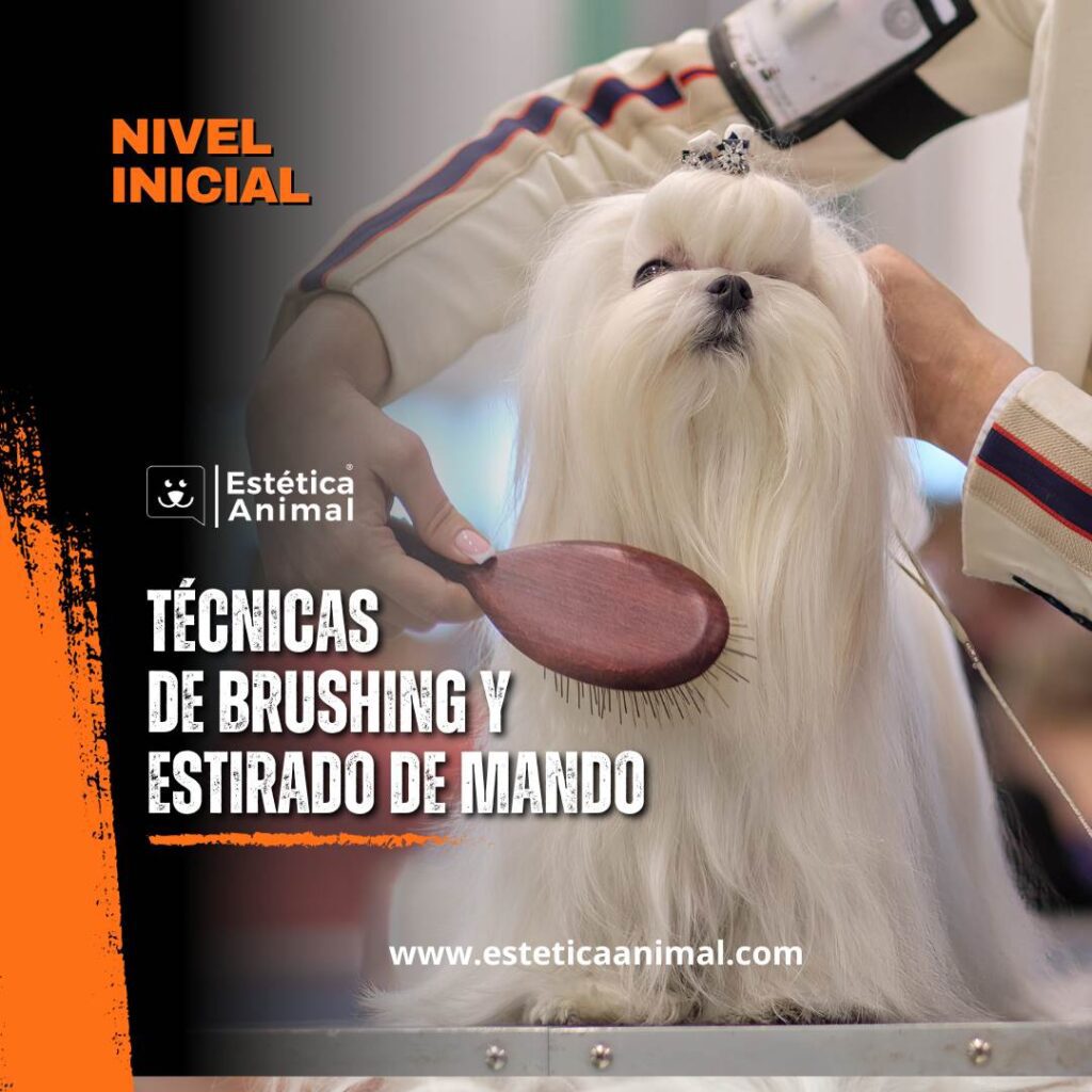 Técnicas de brushing y estirado de pelo para la aplicación en peluquería canina