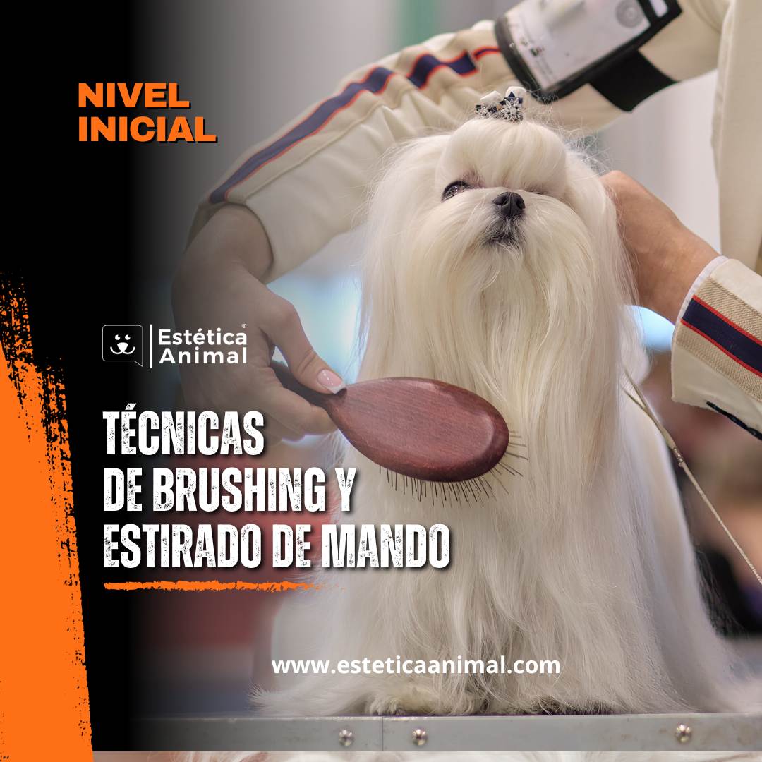 Técnicas de brushing y estirado de pelo para la aplicación en peluquería canina