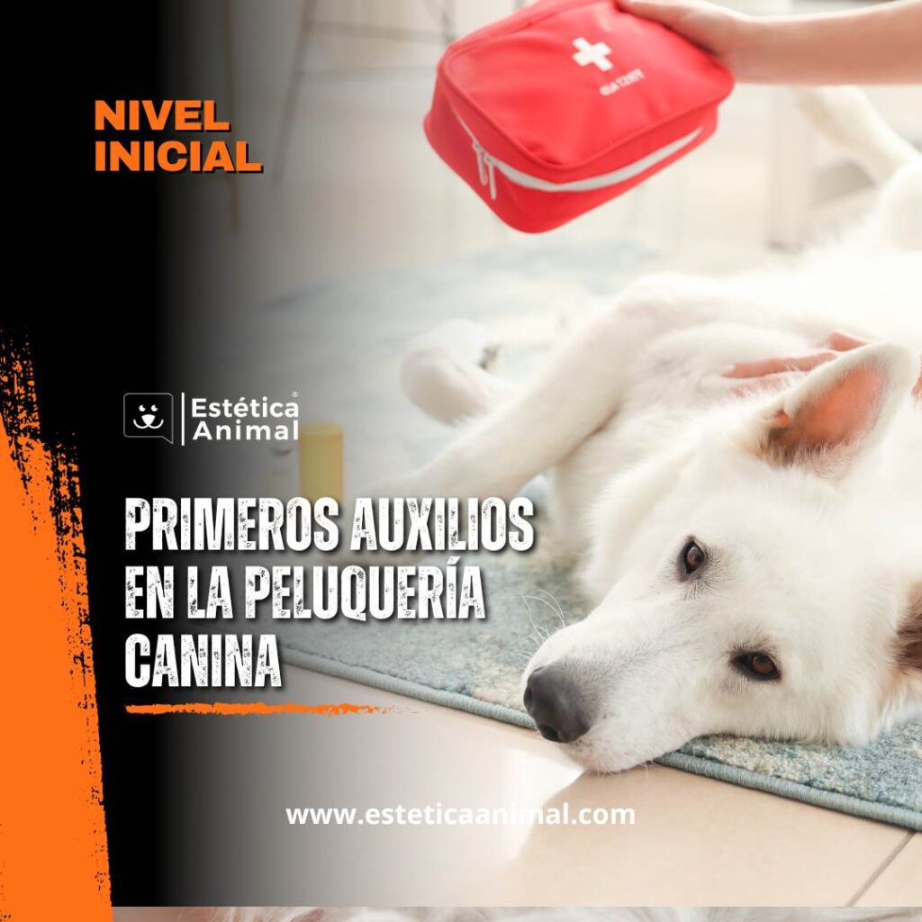 Primeros auxilios en la peluquería canina